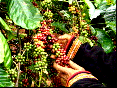 Vicofa wants businesses to stockpile coffee